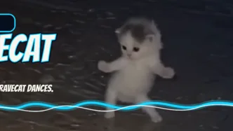 RAVECAT banner preview