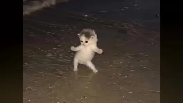 Original dancing-cat clip preview