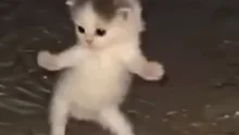 RAVECAT logo preview